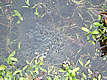 frog spawn