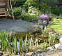 pond garden