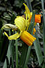 daffodils