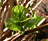 Bud