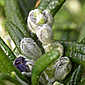 rosemary