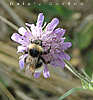 bee on cornflower