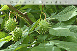 horse chestnut