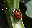 ladybird