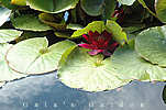 water lily