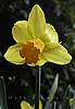 daffodil