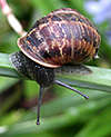 Snail