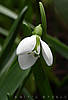 snowdrop