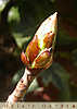 horse chestnut