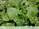 lemon balm