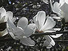 magnolias
