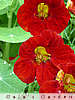 nasturtiums