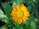 calendula