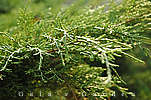 conifer