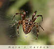 orb spider