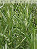 rosemary