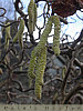 catkins