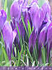 crocus