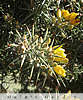 gorse