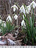 snowdrops
