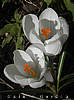 crocus