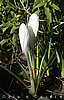 crocus