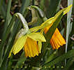 daffs