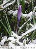 snow crocus
