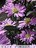 asters