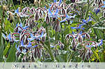 borage