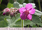 cranesbill