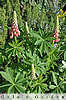 lupins