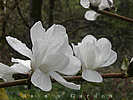 magnolia