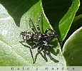 zebra spider