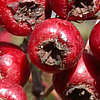 Berries