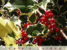 holly