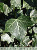 ivy