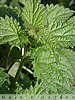 nettles