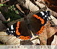 red admiral