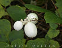 white berries