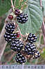 blackberries