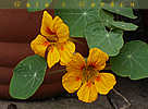 nasturtiums