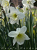 daffs