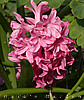 hyacinth
