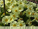 primroses