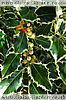 holly