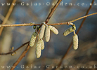 catkins