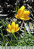 crocus