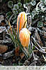 frozen crocus