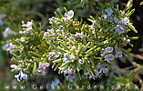 rosemary